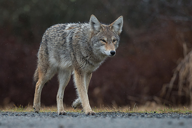 What Should You Do if You Encounter a Coyote in Bismarck?