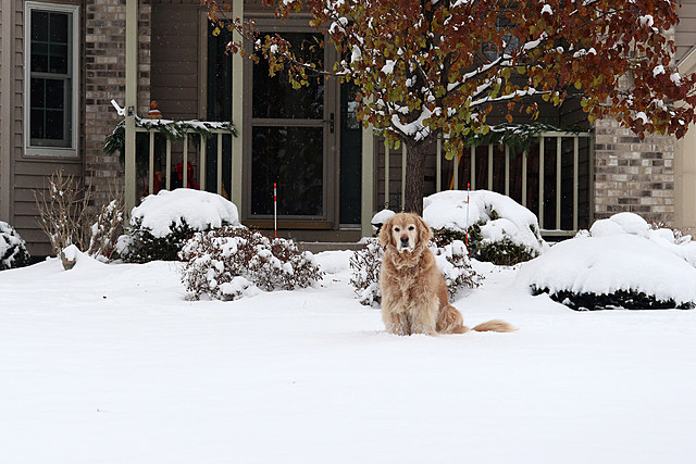 Why Do People Keep Their Pets Outside When it is Dangerously Cold in North Dakota?