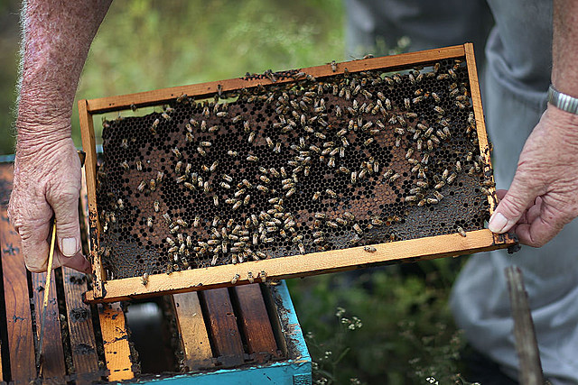 Is it Legal in North Dakota for Just Anybody to Own Honeybees?