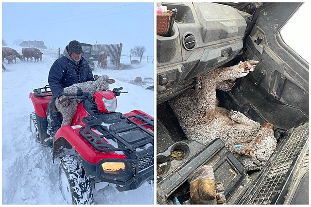 North Dakota Ranchers Struggling To Save Livestock During Snowstorm
