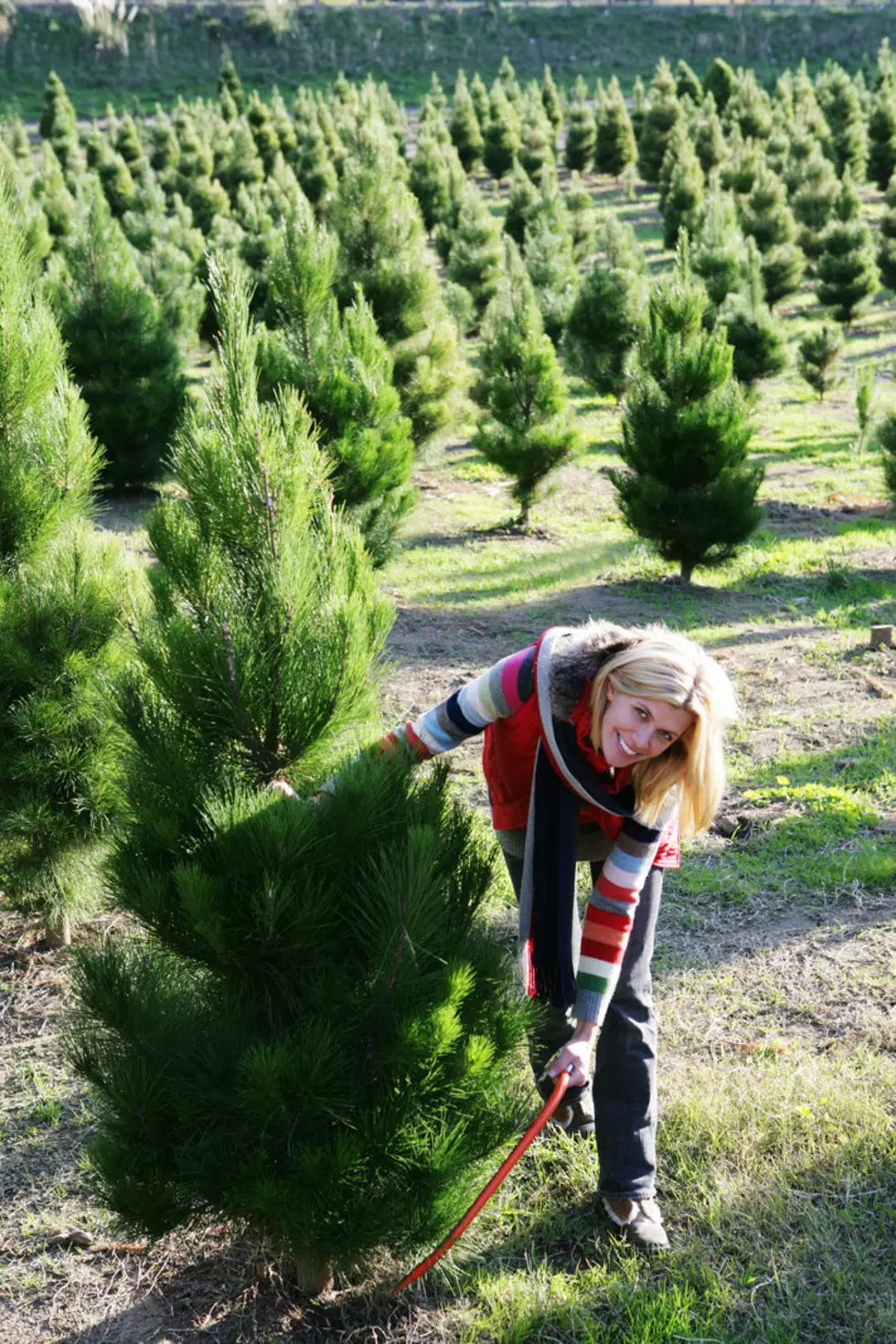 Your Christmas Tree, Is It Real Or Fake? Let’s Sound OFF!
