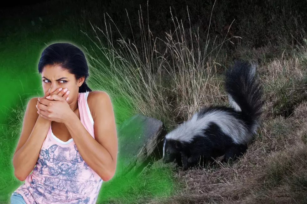 North Dakota Skunks Are Going To Be Very Active Over The Next Month