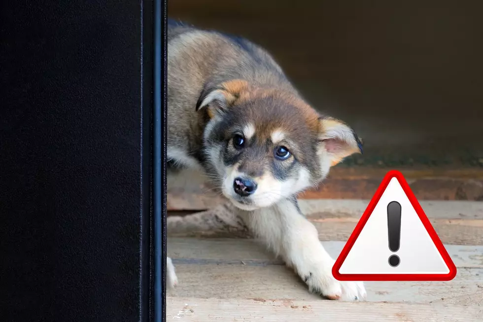 3 Biggest Threats To Your Dog On The 4th Of July
