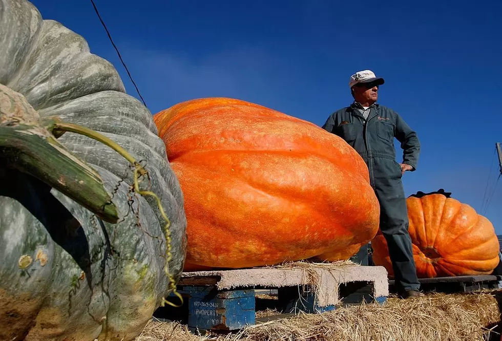 Fall in North Dakota = Pumpkins, and This One Is the Biggest Ever