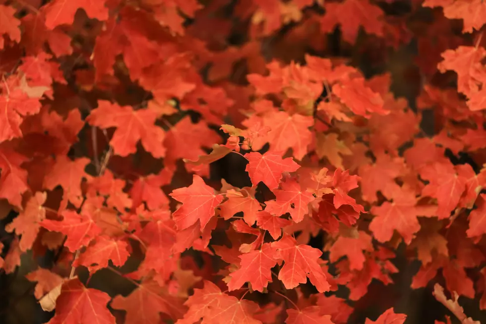 Top Spots to See Stunning Fall Foliage in North Dakota