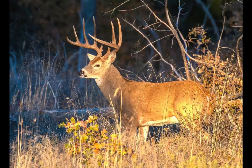 Big Excitement For The Bowhunting Deer Opener In ND